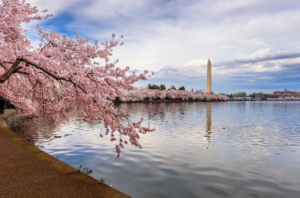 A scenic photograph of Washington D.C.'s Tidal Basin during cherry blossom season.