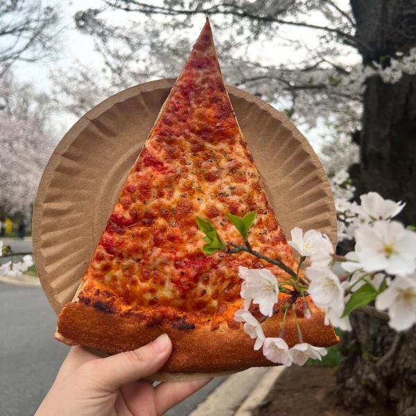 A cheesy slice from Manny & Olga’s held up to blooming spring cherry blossoms in full view.