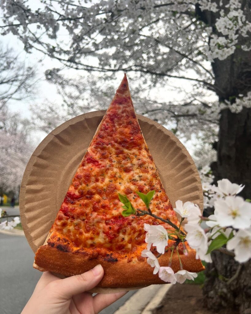 A cheesy slice from Manny & Olga’s held up to blooming spring cherry blossoms in full view.